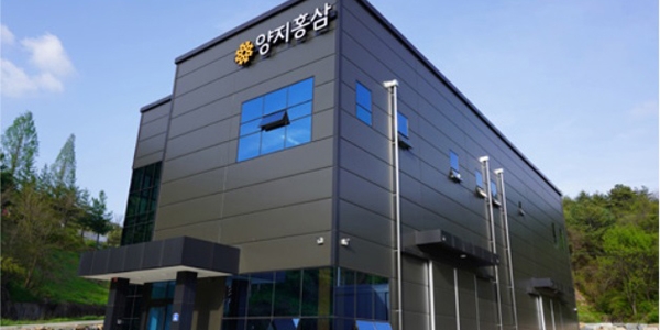 VÌ SAO HỒNG SÂM YANGJI CÓ CHẤT LƯỢNG VƯỢT TRỘI TẠI HÀN QUỐC?